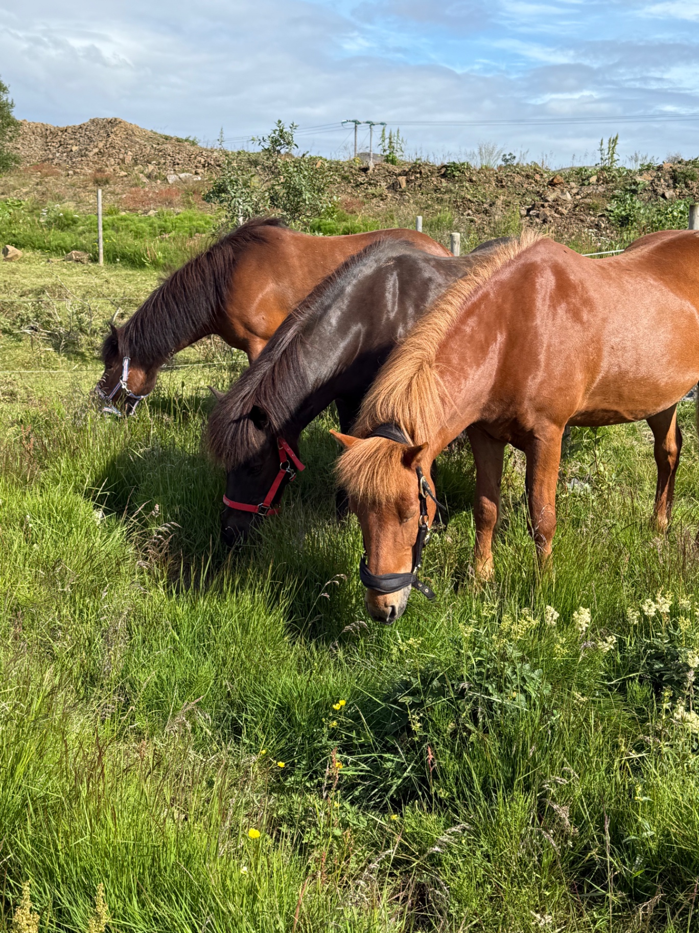 Þrír íslenskir hestar bíta rólegir gras