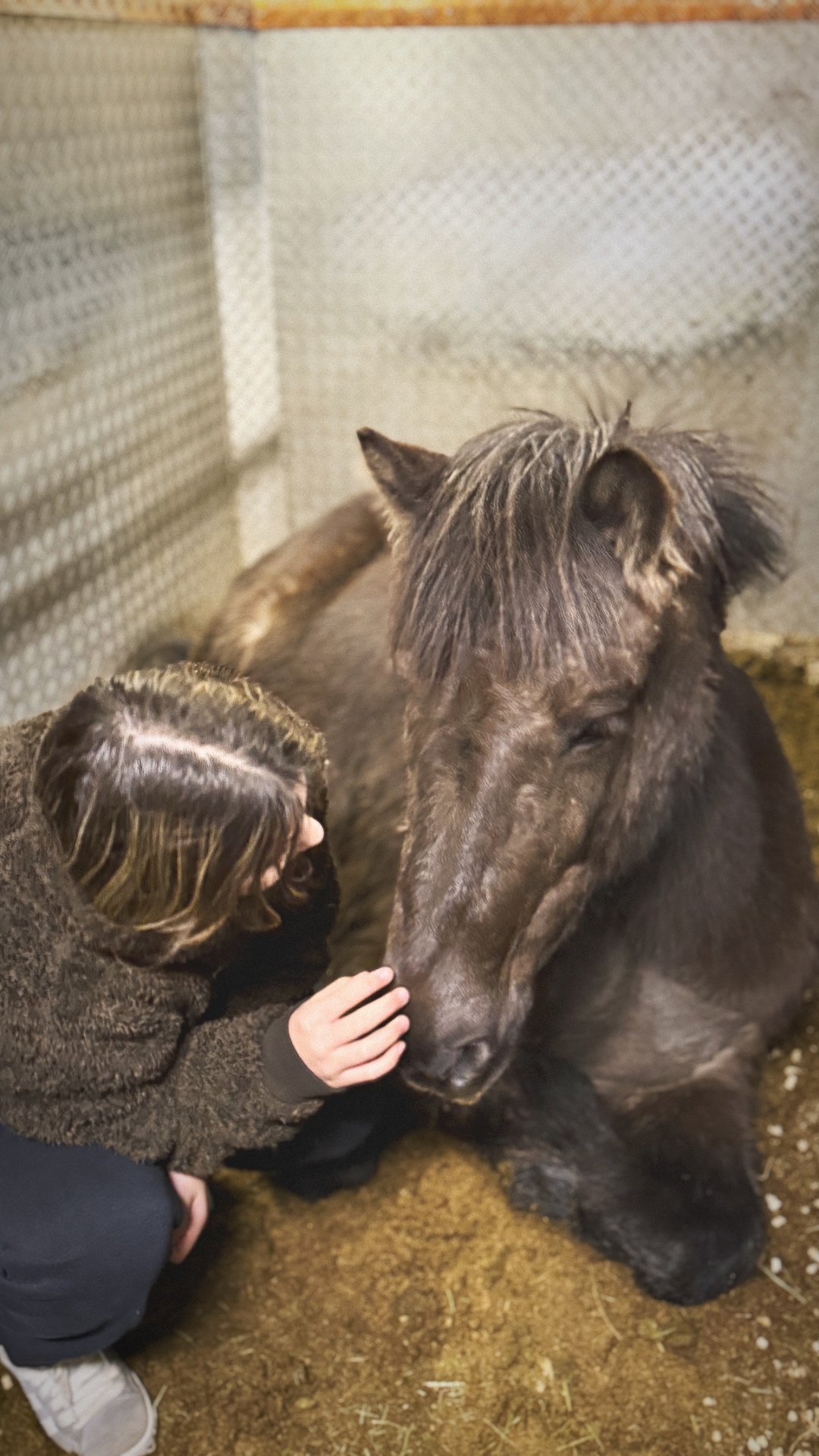 Stúlka situr hjá dökkum hesti og strýkur honum